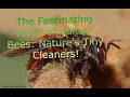The Fascinating World of Vulture Bees Nature s Tiny Cleaners