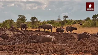 Baboon Family Relaxes as Buffalo Chases Impalas in the Background | Porini Rhino Camp Live Cam