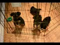 TEDDY BEAR PUPS PLAYING