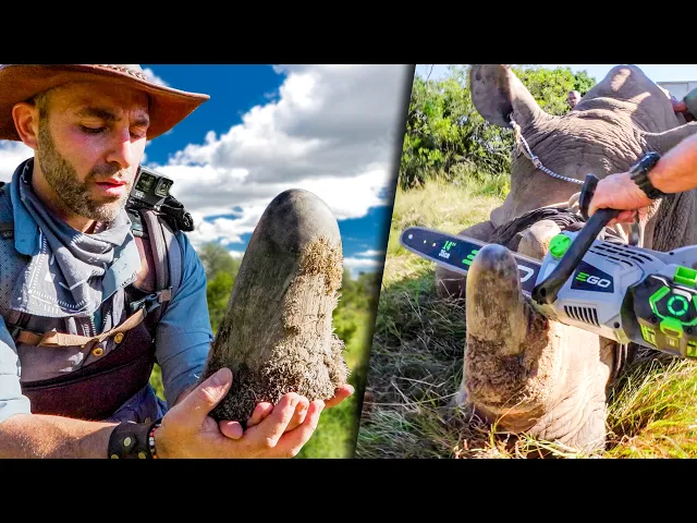 Video: I Cut Off a Rhino's Horn, Wrestled a 300-Pound Alligator, and Faced a Komodo Dragon