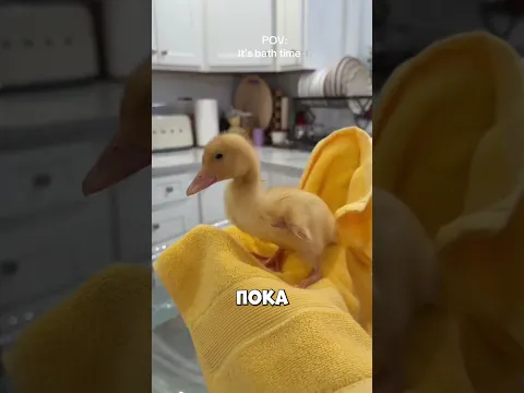 Она случайно задела утку и началось это! #shorts