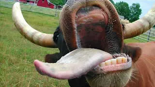 kazir bazar funny sylheti rap song