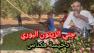 انطلاق جني الزيتون البوري بمنطقه دخيسة نواحي مدينه مكناس الخير موجود 