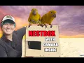Download Lagu I BUILD A NESTING BOX WITH A CAMERA TO SPY ON MY GOLDEN CONURES!