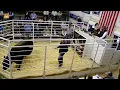 Griswold Cattle Spring Annual Bull Female Sale March 2025