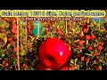 Download Lagu Gala Mema Apple Variety || Magray Orchards