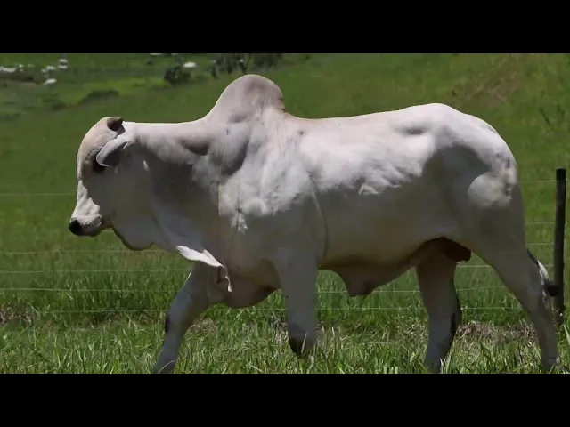 Touro Nelore ACSM - 211