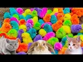 Download Lagu Tangkap Kucing Lucu, Ayam Lucu, Ayam Warna Warni, Marmot, itik, Hamster, Burung, ikan Lele