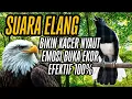 Download Lagu Pancingan Kacer Susah On, Lemas \u0026 Bisu Bahan Dengan Suara Elang Ampuh Viral #pancingankacerbahan