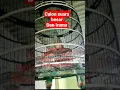 perkutut bangkok piyik suara gede