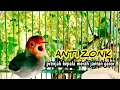 Download Lagu ANTI ZONK‼️SUARA Pikat prenjak KEPALA MERAH jantan gacor NGOTOT  emosi tarung