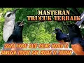 Download Lagu suara trucukan rasa murai batu//masteran trucuk isian murai batu paling mudah di tirukan trucuk muda