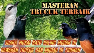 Download suara trucukan rasa murai batu//masteran trucuk isian murai batu paling mudah di tirukan trucuk muda MP3