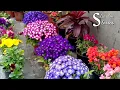 Lagu Best 30+ Winter Flowering Plants || Winter Garden Overview 2020