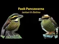 Download Lagu Perbedaan Paok Pancawarna / Javan Banded Pitta / Pitta guajana Jantan dan Betina
