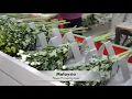 Flower Processing Lines
