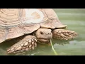 Download Lagu Turtle sounds