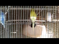 Budgies Parrots Red eye madi jo market se li thi us ne egg diya progress  in Urdu/Hindi.