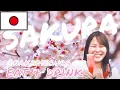 Download Lagu 【 Hanami/花見 】Let's Hanami and Learn Japanese at Nakameguro ! (English Subtitle)
