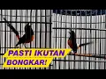 Download Lagu 99% AMPUH untuk pancing emosi MURAI BATU agar GACOR dan BONGKAR ISIAN