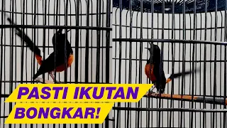 99 ampuh untuk pancing emosi murai batu agar gacor dan bongkar isian