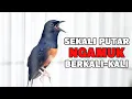 Download Lagu PANCINGAN PAGI HARI MELATIH MENTAL FIGHTER | Pancingan murai batu terbaik