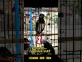 Download Lagu anakan jalak suren aktif ngeriwik di ombyokan
