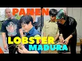 Lagu RESEP LOBSTER BAKAR MADURA ALA AHMAD DHANI DAN MULAN JAMEELA