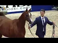 Download Lagu N 92 POGANINKA   41st All Nations Cup and 6th ANC Straight Egyptian   Aachen 2025   Mares 7 10 Years