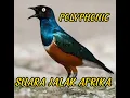 Download Lagu Suara Burung Jalak Afrika Mirip Suara Ringtone Polyphonic.