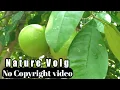 Download Lagu Beautiful scan lemon tree | no copyright baground video | no copyright video | no copyright music