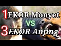 Download Lagu 1Ekor Monyet VS 3Ekor Anjing Pemburu