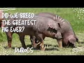 Duroc Pigs The Hog that Checks Every Box