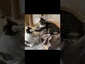 Download Lagu WHY YOU GOTTA BE SO RUUUDE  #cat #catcore #catmemes #rude #magic #catsofyoutube #cute #memes