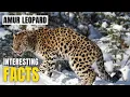 Amazing facts of Amur Leopard Interesting Facts The Beast World