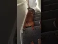 Download Lagu Funny Dog Surfs Down Stairs on Belly!