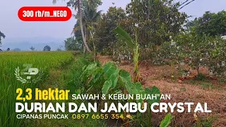 Download JUAL TANAH SAWAH DAN KEBUN BUAH CIPANAS PUNCAK | 2,3 hektar 300 rb/m NEGO MP3