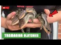 RARE Tasmanian Blotched Blue Tongue Lizards