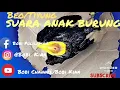 Download Lagu SUARA  PIKAT ANAKNYA  BURUNG TIYUNG/BEO ASLI