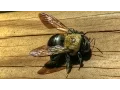Download Lagu Large Carpenter Bee Sounds - Close Up
