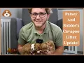 Patsy And Bobbie s Cavapoo Litter Update