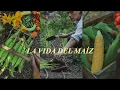 Download Lagu De la semilla a la mesa: la vida completa del maíz dulce 🌽