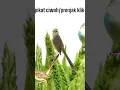 pikat ciwah/prenjak klik untuk koloni ciwah #pikatanburung #masterpikat #burungmasteran #prenjakklik