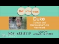 Beaverhead Shelter Duke