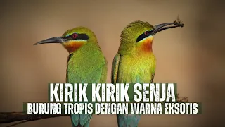 kirik kirik senja a bird skilled in hunting in the air