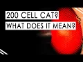 What Makes a Catalytic Converter High Flow What Does Cell Mean Fabspeed University