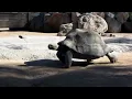 Turtle moving to get food   YouTube