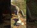 Lagu Epic! RAREST Albino Cobra vs komodo #cobra #komodo #wild