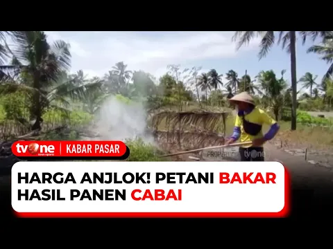 Petani Bagikan Hasil Panen ke Warga, Karena Harga Cabai Terus Menurun