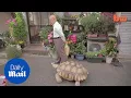 Tokyo tortoise daily walk in the city with owner Mitani Hisao - Daily Mail